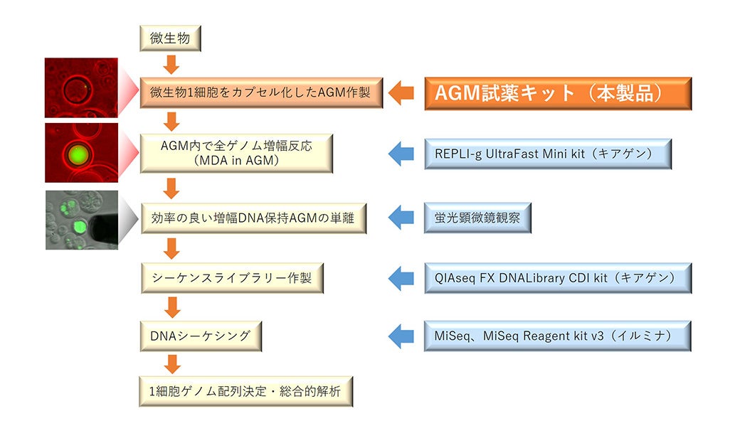 AGM™試薬キットの使用例｜AGM™試薬キット｜ワン・テクノロジーズ・カンパニー