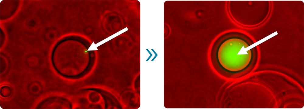 DNA amplification using E.coli Single Cell by MDA | AGM™ Reagent kit  | One Technologies Company