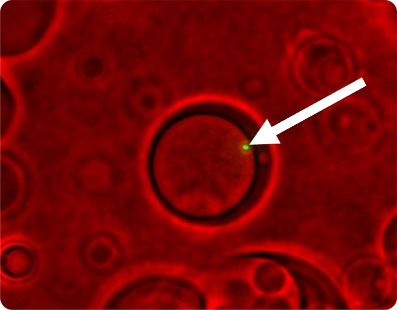 E.coli single cell contained by AGM | AGM™ Reagent kit  | One Technologies Company