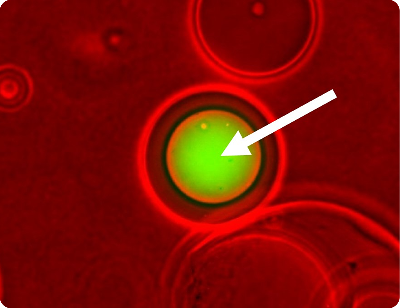 DNA amplified by MDA inside the AGM | AGM™ Reagent kit  | One Technologies Company