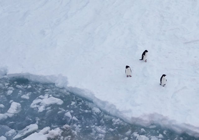 南極の海に探る地球の未来
