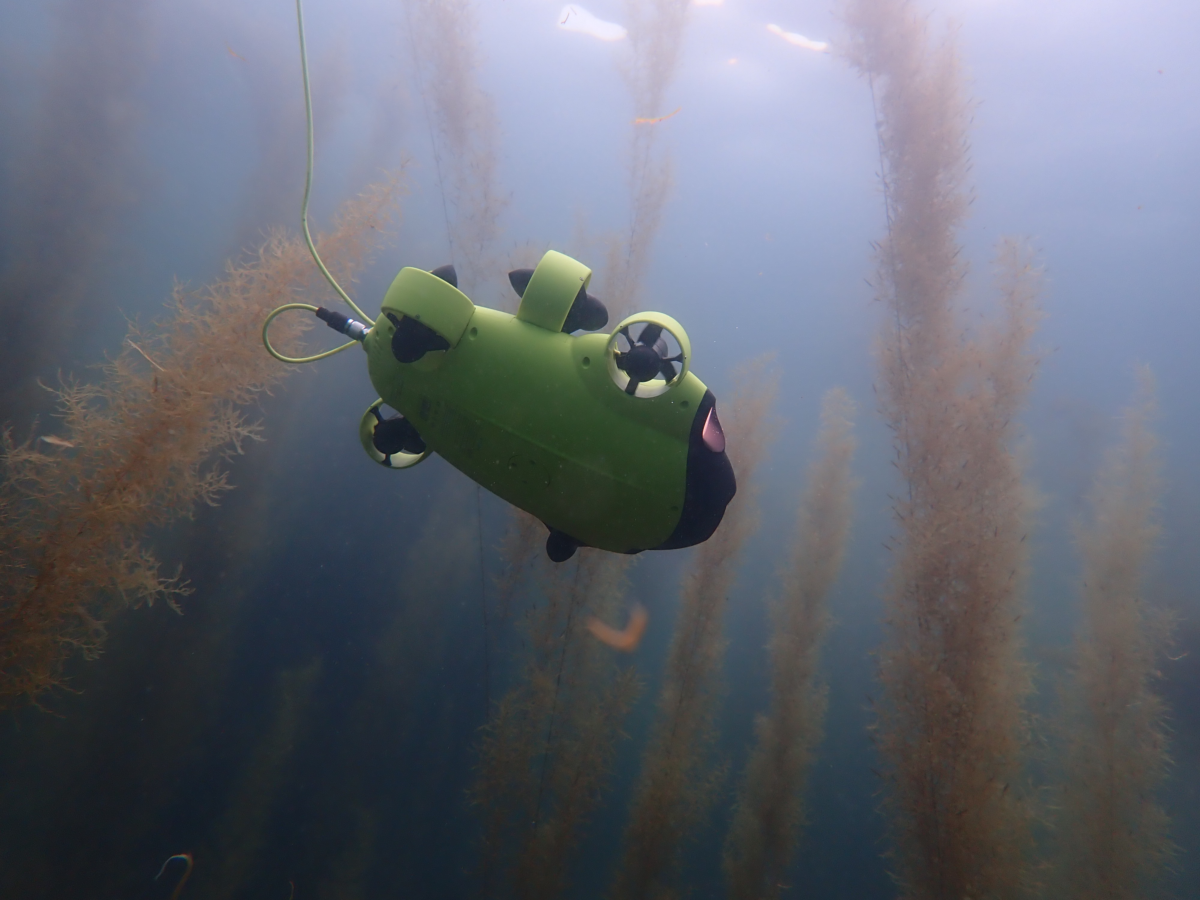 藻場調査にはROV(水中ロボット)も使用する(西原直希氏 提供)